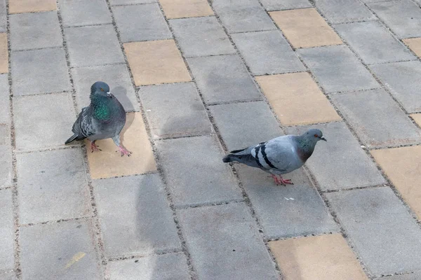 Pigeons Sauvages Les Oiseaux Nature Dans Rue Dans Ville Vienne — Photo