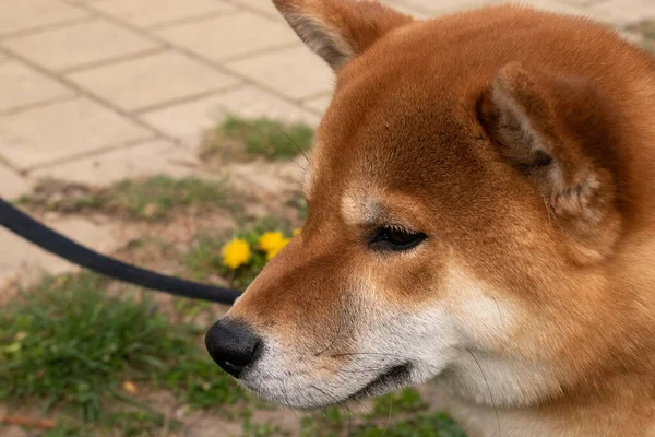 Shiba Inu Hond Stedelijke Huisdieren Straat Stad Vienna — Stockfoto