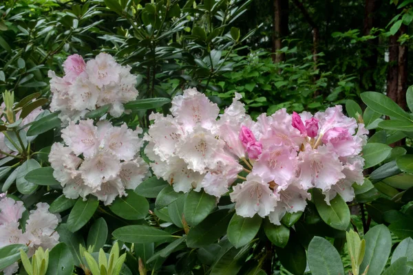 Vienna Austria May 2023 Beautiful Rhododendron Rose Bay Blossoms Afternoon — Stock Photo, Image