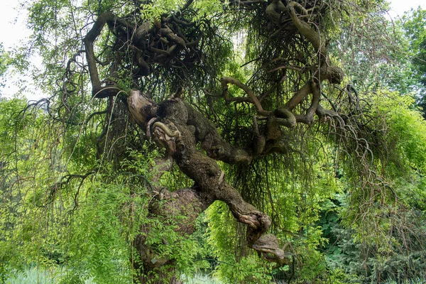 Віенна Австрія Травня 2023 Дерево Розрослося Дивно Незвично Дуже Цікаво — стокове фото