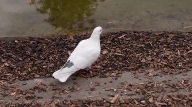 vahşi güvercinler, doğa ve parktaki kuşlar