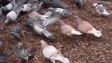 vahşi güvercinler, doğa ve parktaki kuşlar