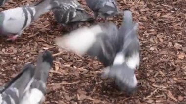 vahşi güvercinler, doğa ve parktaki kuşlar
