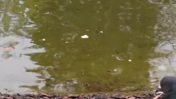 Vadgalambok Természet Madarak Parkban — Stock videók