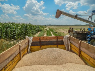 Petmihlyfa, hungary - 09 Temmuz 2018 hasat zamanı buğday toplamak için tarlayı birleştirir..