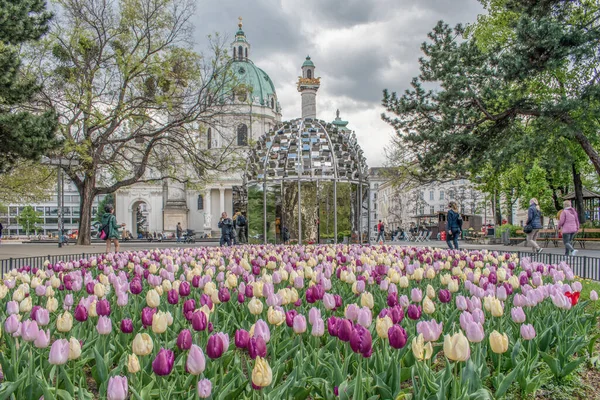 Vienna Austria Abril 2023 Tulipán Jardín Tulipanes Rosados Blancos Morados — Foto de Stock