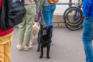 Budapeşte, Macaristan - 15 Nisan 2023 Sokakta zarif bir köpek ırkıyla büyüleyici bir karşılaşma