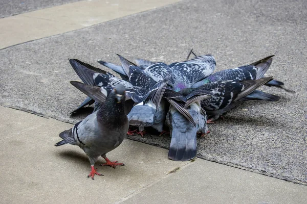 Kuş Tüyü Sürüsü Güvercinleri Beslemek Için Büyüleyici Bir Araya Getirmek — Stok fotoğraf