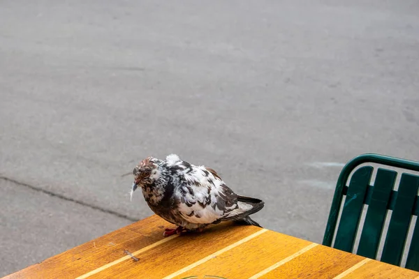 Βιένα Αυστραλία Μαΐου 2023 Εύθραυστα Φτερά Ένα Άρρωστο Πουλί Που — Φωτογραφία Αρχείου