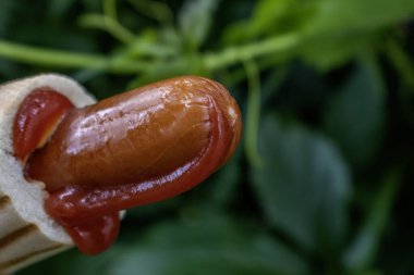 Klasik sosisli sandviç, geleneksel Polonya usulü sosisli sandviç. Domates ketçapı ve yeşil doğa bulanık arka planlı sosis.