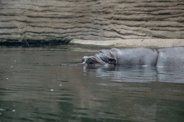 Joyful Hippopotamus Enjoys Swim Pool Creating Playful Splashes Spreading Smiles — Stock Photo, Image
