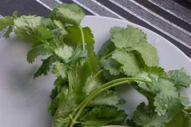 Islak, canlı kişniş yapraklarının çıtır çıtır beyaz arka planda yer aldığı yakın plan bir fotoğraf. Görüntü bitkinin tazeliğini ve doğal güzelliğini vurgular..
