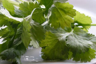 Islak, canlı kişniş yapraklarının çıtır çıtır beyaz arka planda yer aldığı yakın plan bir fotoğraf. Görüntü bitkinin tazeliğini ve doğal güzelliğini vurgular..