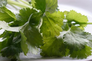 Islak, canlı kişniş yapraklarının çıtır çıtır beyaz arka planda yer aldığı yakın plan bir fotoğraf. Görüntü bitkinin tazeliğini ve doğal güzelliğini vurgular..