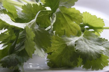 Islak, canlı kişniş yapraklarının çıtır çıtır beyaz arka planda yer aldığı yakın plan bir fotoğraf. Görüntü bitkinin tazeliğini ve doğal güzelliğini vurgular..