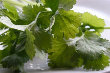 Islak, canlı kişniş yapraklarının çıtır çıtır beyaz arka planda yer aldığı yakın plan bir fotoğraf. Görüntü bitkinin tazeliğini ve doğal güzelliğini vurgular..