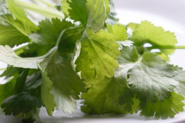 Islak, canlı kişniş yapraklarının çıtır çıtır beyaz arka planda yer aldığı yakın plan bir fotoğraf. Görüntü bitkinin tazeliğini ve doğal güzelliğini vurgular..