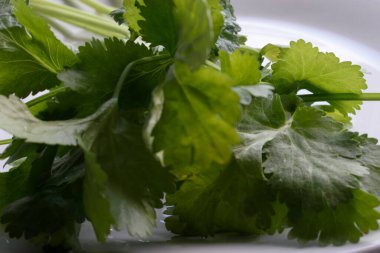 Islak, canlı kişniş yapraklarının çıtır çıtır beyaz arka planda yer aldığı yakın plan bir fotoğraf. Görüntü bitkinin tazeliğini ve doğal güzelliğini vurgular..