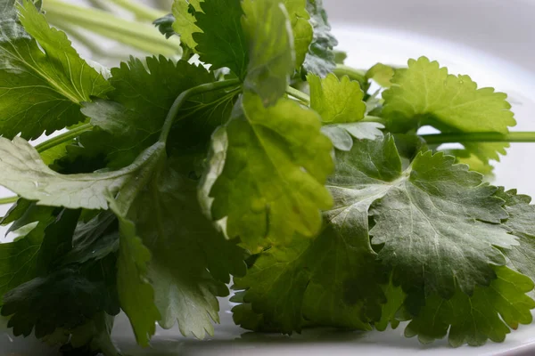 stock image A close-up stock photo featuring wet, vibrant coriander leaves against a crisp white backdrop. The image highlights the herb's freshness and natural beauty.