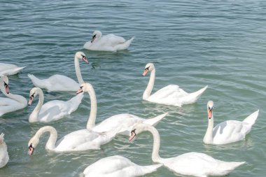 Dilsiz kuğular: Bir grup dilsiz kuğu Avusturya 'nın Viyana kentindeki Tuna Nehri' nin sularında zarifçe süzülüyor. Bu görkemli yaratıkların doğal ortamlarındaki dingin güzelliğe tanık olun..