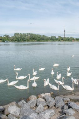 Dilsiz kuğular: Bir grup dilsiz kuğu Avusturya 'nın Viyana kentindeki Tuna Nehri' nin sularında zarifçe süzülüyor. Bu görkemli yaratıkların doğal ortamlarındaki dingin güzelliğe tanık olun..