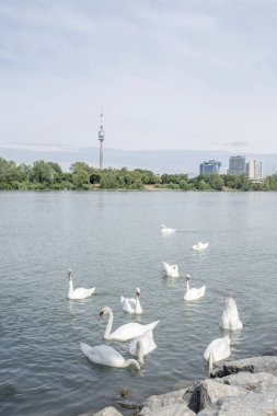 Dilsiz kuğular: Bir grup dilsiz kuğu Avusturya 'nın Viyana kentindeki Tuna Nehri' nin sularında zarifçe süzülüyor. Bu görkemli yaratıkların doğal ortamlarındaki dingin güzelliğe tanık olun..