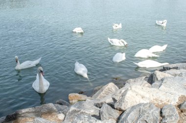 Dilsiz kuğular: Bir grup dilsiz kuğu Avusturya 'nın Viyana kentindeki Tuna Nehri' nin sularında zarifçe süzülüyor. Bu görkemli yaratıkların doğal ortamlarındaki dingin güzelliğe tanık olun..