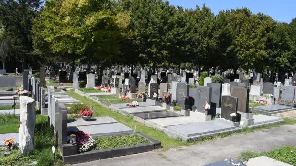 Viyana Avusturya Ağustos 2023 Viyana Daki Kaynayan Mezarlık Roma Zamanlarına — Stok video