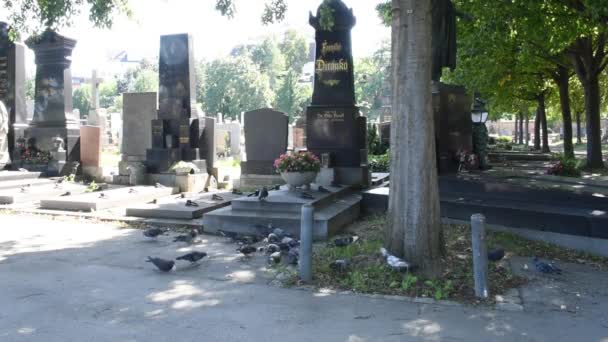 Wien Aug 2023 Der Simmeringer Friedhof Wien Eine Antike Grabstätte — Stockvideo