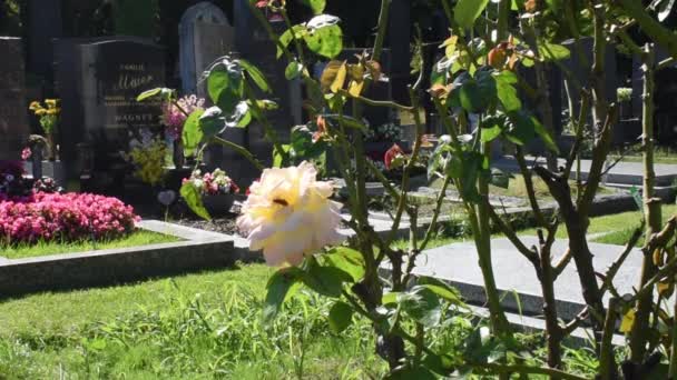 Відень Австрія Серпня 2023 Цвинтар Відні Стародавнє Поховання Датується Римськими — стокове відео
