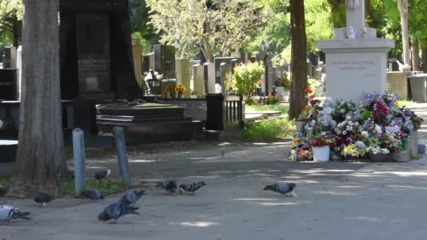 Wiedeń Austria Sie 2023 Cmentarz Simmering Wiedniu Starożytne Miejsce Pochówku — Wideo stockowe