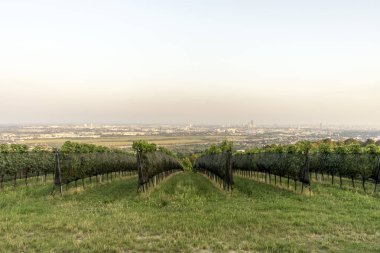 Floridsdorfer Panorama: Bisamberg 'deki Floridsdorfer Panorama gözlem güvertesinden Viyana' nın nefes kesici manzarasının tadını çıkarın. Panoramik manzaralar için bir ziyaret noktası.