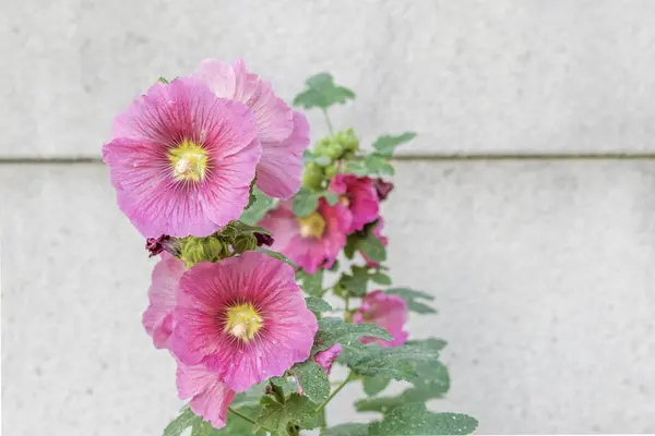 鮮やかなピンクのホリホックの花は素朴なコンコードの壁の背景に際立っており 魅力的な自然なコントラストを作り出しています — ストック写真