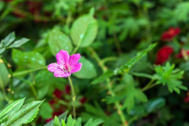 Kanlı Turna Yasa Tasarısı, Geranium Sanguineum 'un cazibesini keşfet. Bu uzun ömürlü kırmızı çiçekleri ile Northumberland 'in doğal ihtişamını gururla temsil ediyor..