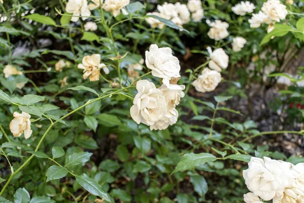 White Roses: Explore the allure of white roses, symbolizing purity and elegance. This guide provides insights into cultivating and nurturing these graceful flowers for a stunning garden display.