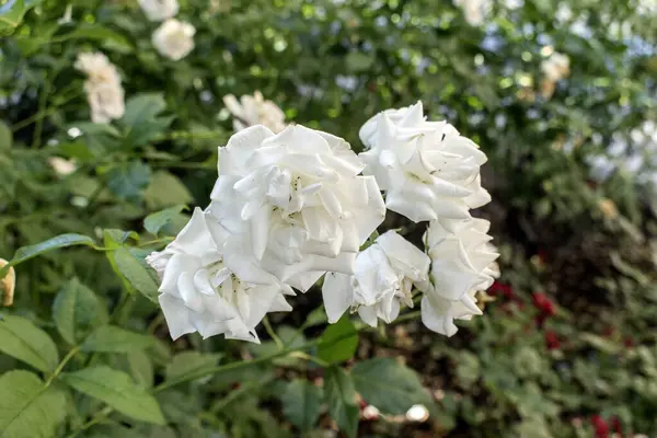White Roses: Explore the allure of white roses, symbolizing purity and elegance. This guide provides insights into cultivating and nurturing these graceful flowers for a stunning garden display.