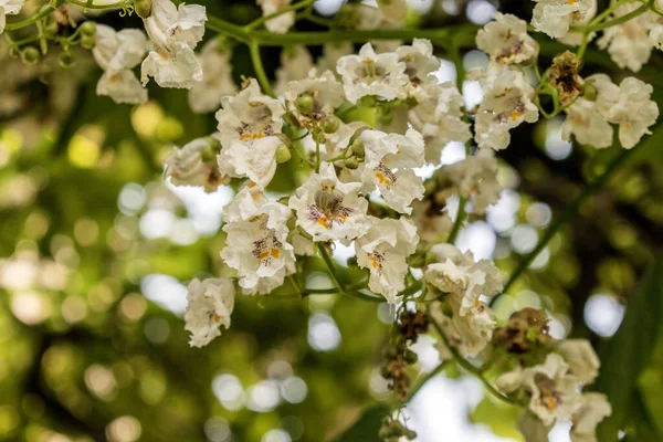 Güney Katalpa: Catalpa bignonioides, ABD 'nin güneydoğusunda yetişen büyüleyici bir ağaçtır..