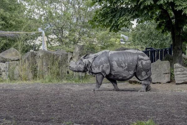 Rinoceronte Indio Explore Los Desafíos Los Que Enfrenta Rinoceronte Indio — Foto de Stock