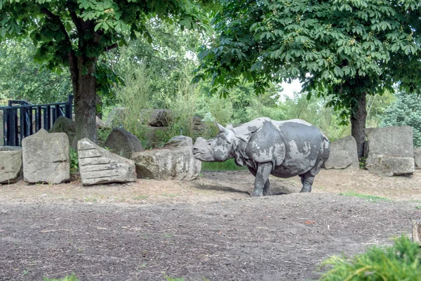 Indian Rhino Explore Challenges Faced Indian Rhinoceros Habitat Loss Poaching — Stock Photo, Image