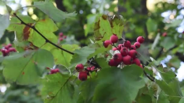 Hawthorn Bir Çok Kullanım Alanı Olan Çok Amaçlı Bir Bitki — Stok video