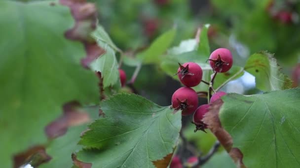 Hawthorn Versatile Plant Many Uses Hawthorn Has Been Shown Have — Stock Video