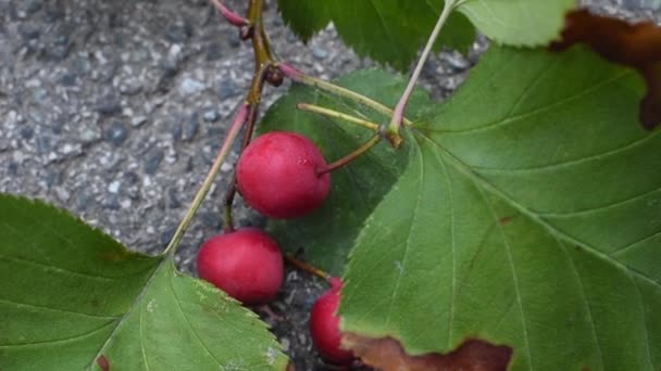 Hawthorn Versatile Plant Many Uses Hawthorn Has Been Shown Have — Stock Video