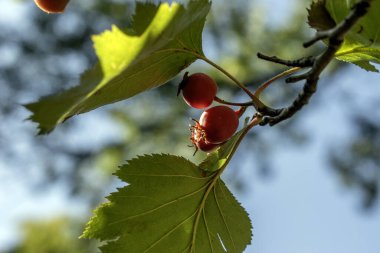 Hawthorn: bir çok kullanım alanı olan çok amaçlı bir bitki. Hawthorn 'un kalp sağlığını iyileştirmek ve iltihabı azaltmak da dahil olmak üzere bir dizi sağlık yararına sahip olduğu gösterildi. (seçici odaklanma)