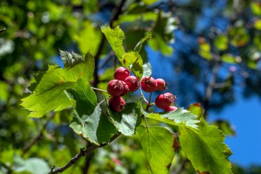 Hawthorn: bir çok kullanım alanı olan çok amaçlı bir bitki. Hawthorn 'un kalp sağlığını iyileştirmek ve iltihabı azaltmak da dahil olmak üzere bir dizi sağlık yararına sahip olduğu gösterildi. (seçici odaklanma)