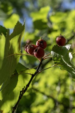 Hawthorn, Avrupa, Asya, Afrika ve Kuzey Amerika 'da bulunan güçlü bir bitki cinsidir. Büyüleyici çeşitliliğini ve uyum sağlayabilirliğini keşfedin. (seçici odaklanma)