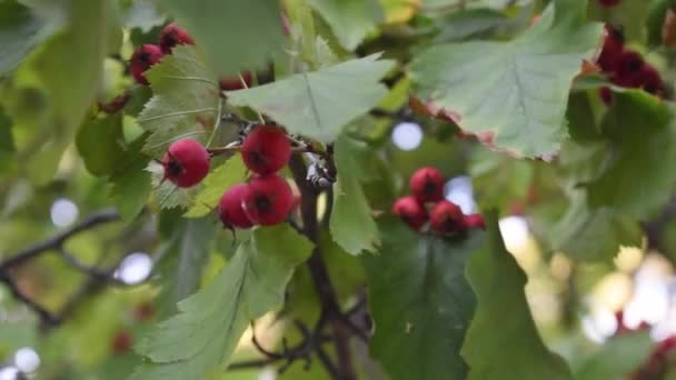 Hawthorn Ένα Ευέλικτο Φυτό Πολλές Χρήσεις Hawthorn Έχει Αποδειχθεί Ότι — Αρχείο Βίντεο