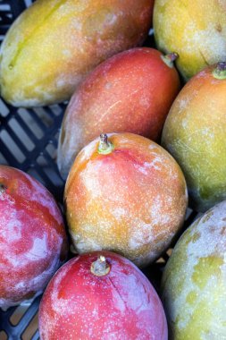 İspanyol Mangosu: Tatlı İspanyol mangosuyla dolu ve tat alma duyunuzu canlandırmaya hazır bir mağaza.