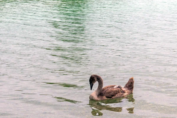 静谧天鹅 美丽的沉默天鹅和平地在奥地利维也纳一个风景秀丽的湖中漫步 营造出一副风景如画 宁静的景象 — 图库照片