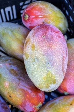 İspanyol Mangosu: Tatlı İspanyol mangosuyla dolu ve tat alma duyunuzu canlandırmaya hazır bir mağaza.