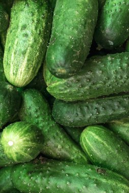 Salatalık: Doğanın parlak bir mücevheri, salatalık pırıl pırıl zümrüt rengiyle parıldıyor.